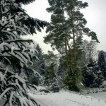 Araucaria araucana (Vordergrund links) und Pinus sylvestris (Hintergrund halbrechts)