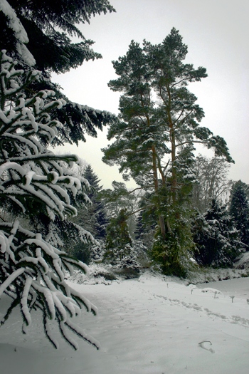 Araucaria araucana (Vordergrund links) und Pinus sylvestris (Hintergrund halbrechts)