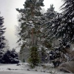 Teich, im Hintergrund Pinius sylvestris, rechts angeschnitten eine Zeder (Cedrus)