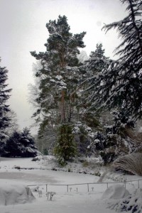 Teich, im Hintergrund Pinius sylvestris, rechts angeschnitten eine Zeder (Cedrus)