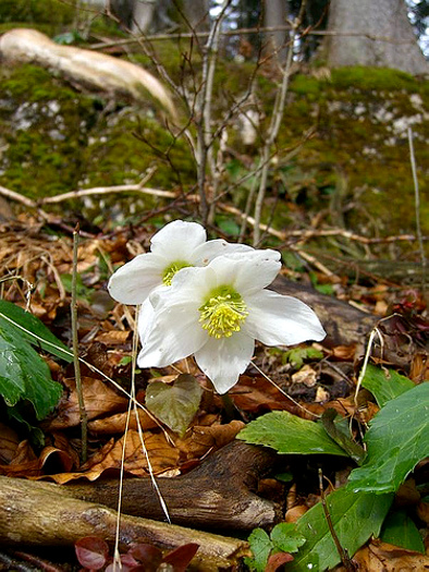 christrose