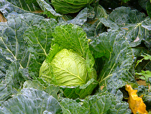 kohl