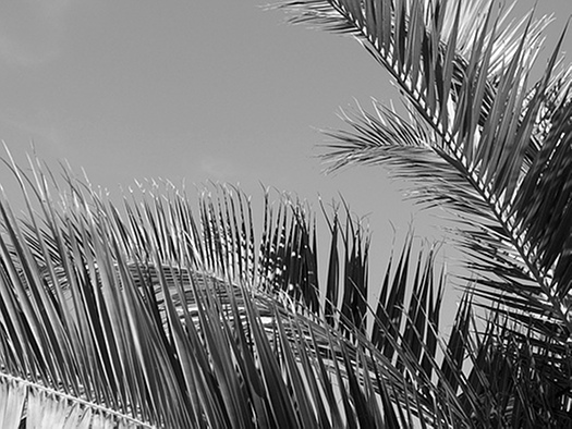 palme
