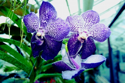 vanda-coerulea-hybride-blaue-adelflange