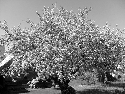 apfelbaum