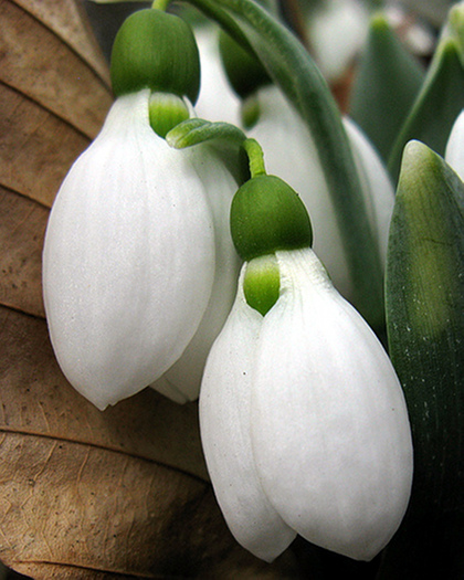 schneeglockchen