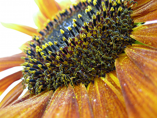 sonnenblume