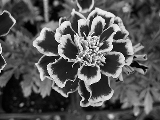 tagetes
