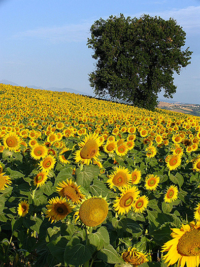 sonnenblume_01