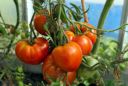 tomaten