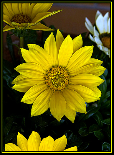 dahlie-auf-dem-balkon