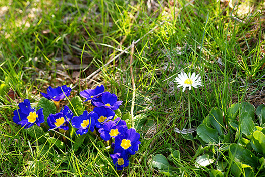 Rasen düngen – Neue Kraft im Frühjahr – Die Gartenoase