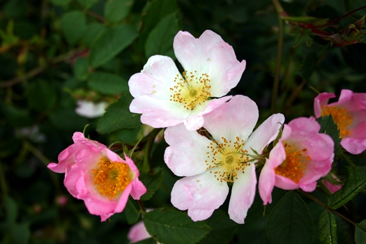 wildrose