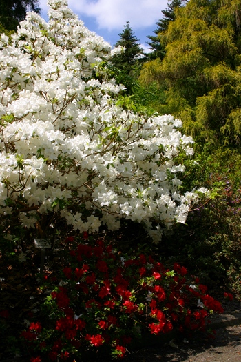 rhododendron-01