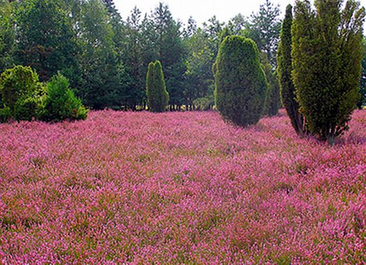 wacholder in der heide - heiligen hain