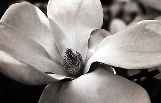 magnolia