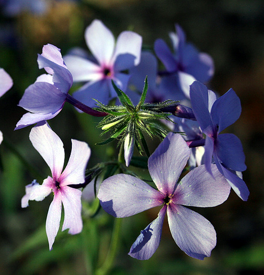 phlox-blau
