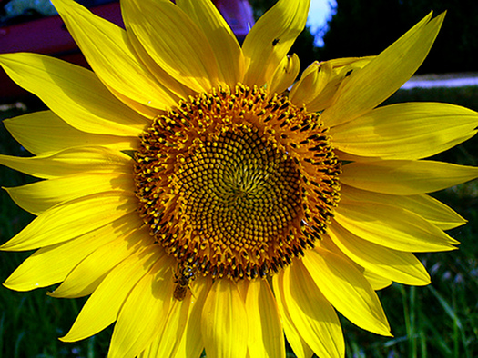 sonnenblume