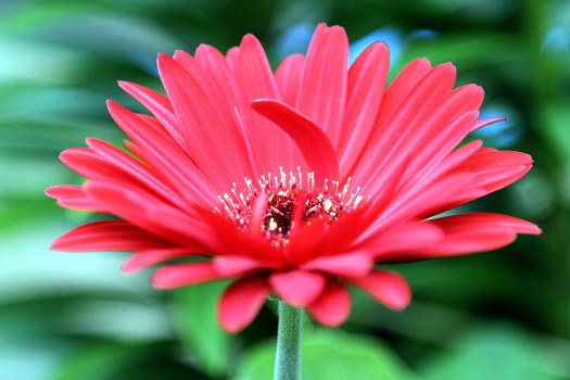 gerbera