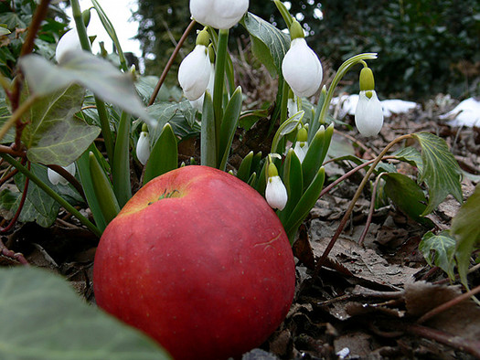 apfel-und-schneeglockchen