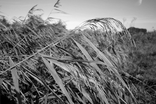 kamp-rosenhagen-22-09-2010-525-24