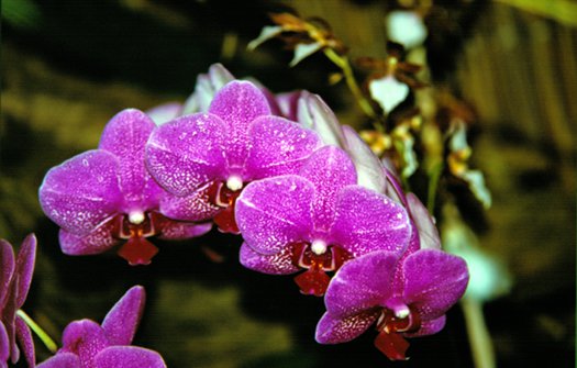 phalanopsis, botanischer garten greifswald 12. 2008 ©holger
