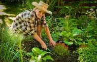 gartenarbeit, garten, pflanzen, grün
