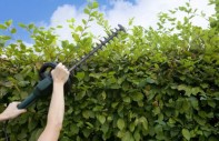 Hecke Schneiden
