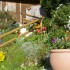 Garten mit Blumen