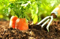 Wie ich mir im Garten helfen lasse – Nützlinge und andere kleine Helfer