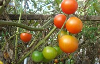 Inhalt des Artikels ist der Eigenanbau von Tomaten.
