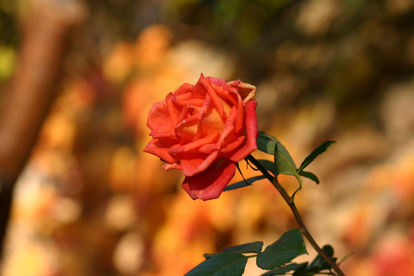 Die Rose - Königin der Blumen, Zierpflanze, Heilpflanze und noch vieles
