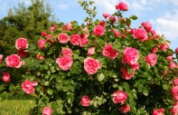 Artikelgebend sind Rosenpflanzungen im Herbst.