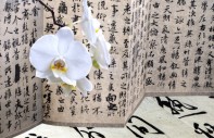 die wunderschöne Orchideen.
