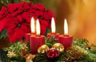 So macht der Weihnachtsstern Freude
