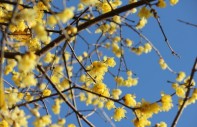Blüten