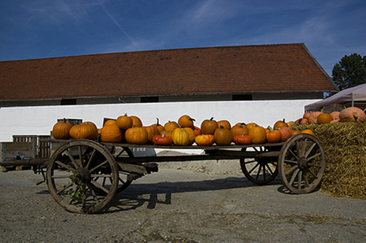 Erntezeit im Kürbisgarten - Die Gartenoase