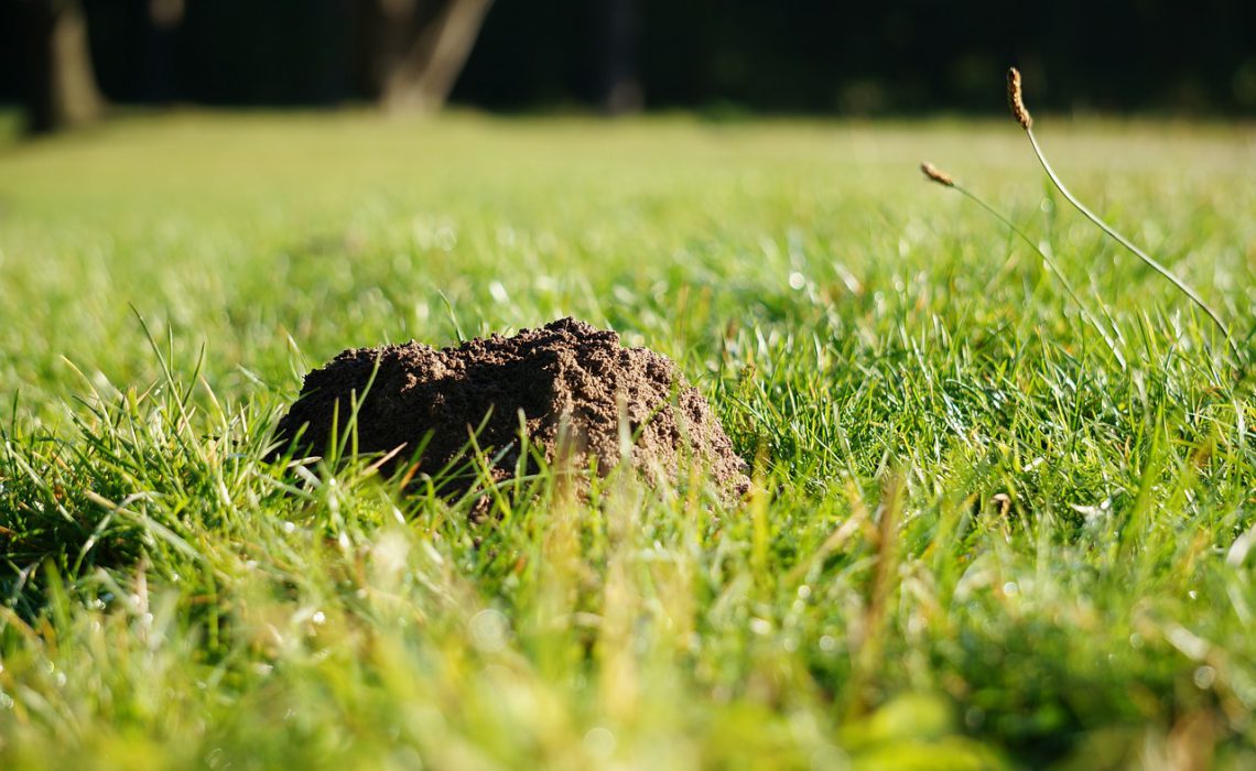 Maulwurf im Garten bekämpfen