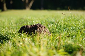 Maulwurf im Garten bekämpfen