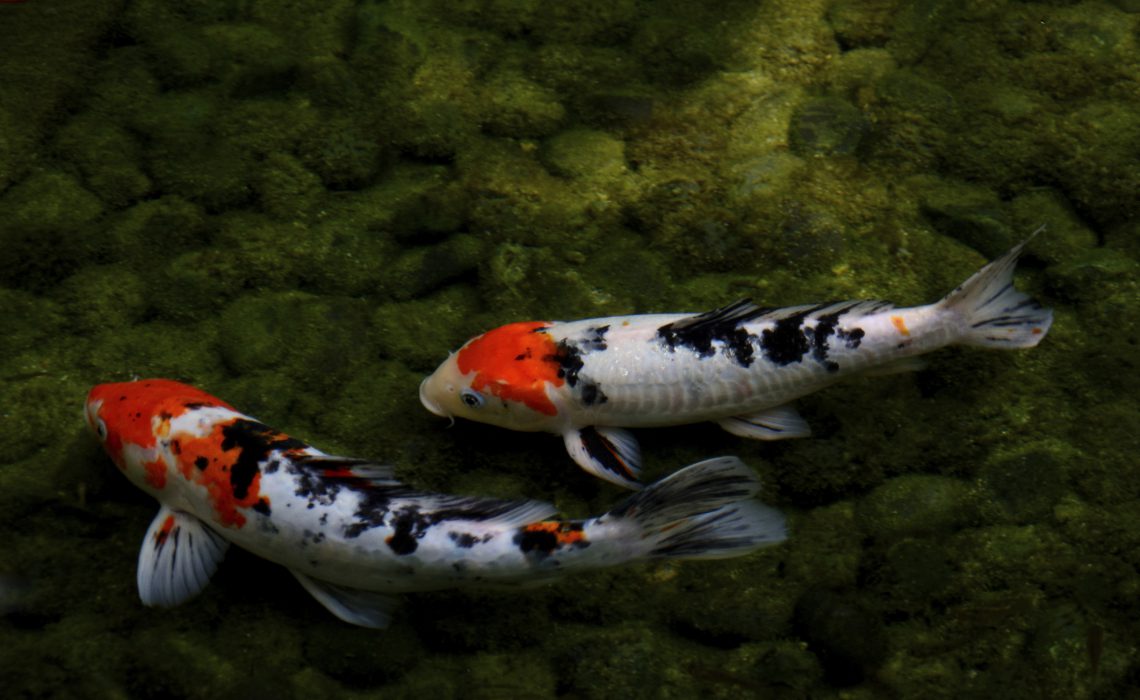 Fische: Welche Arten eignen sich für den Gartenteich?
