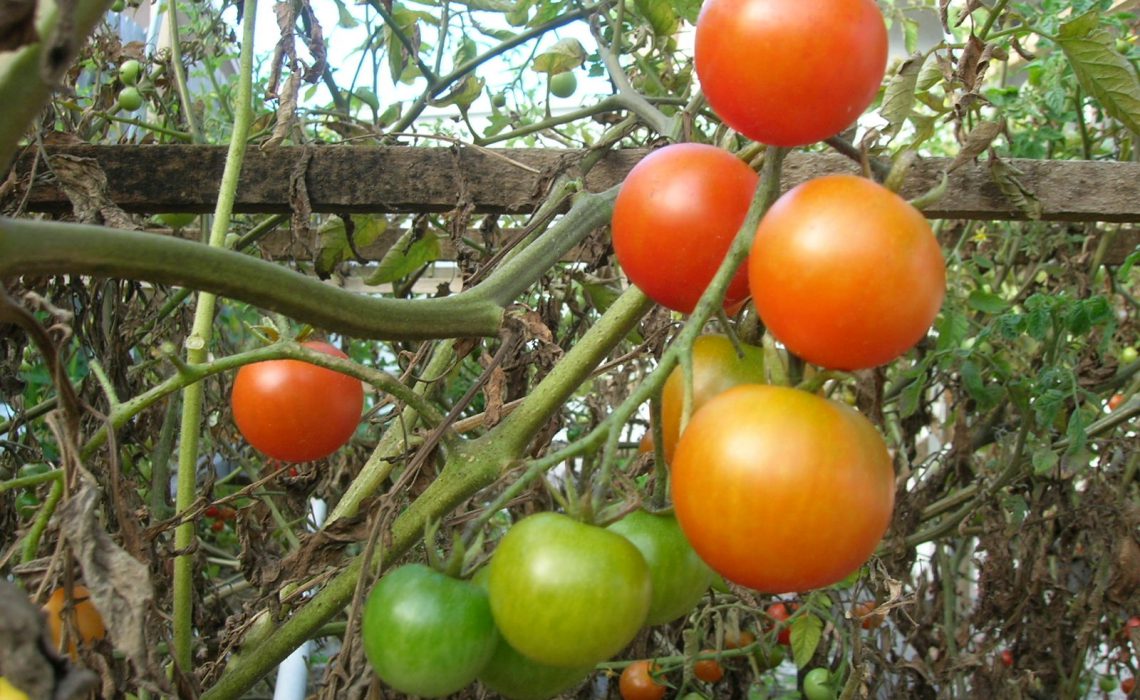 Inhalt des Artikels ist der Eigenanbau von Tomaten.