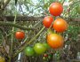 Inhalt des Artikels ist der Eigenanbau von Tomaten.