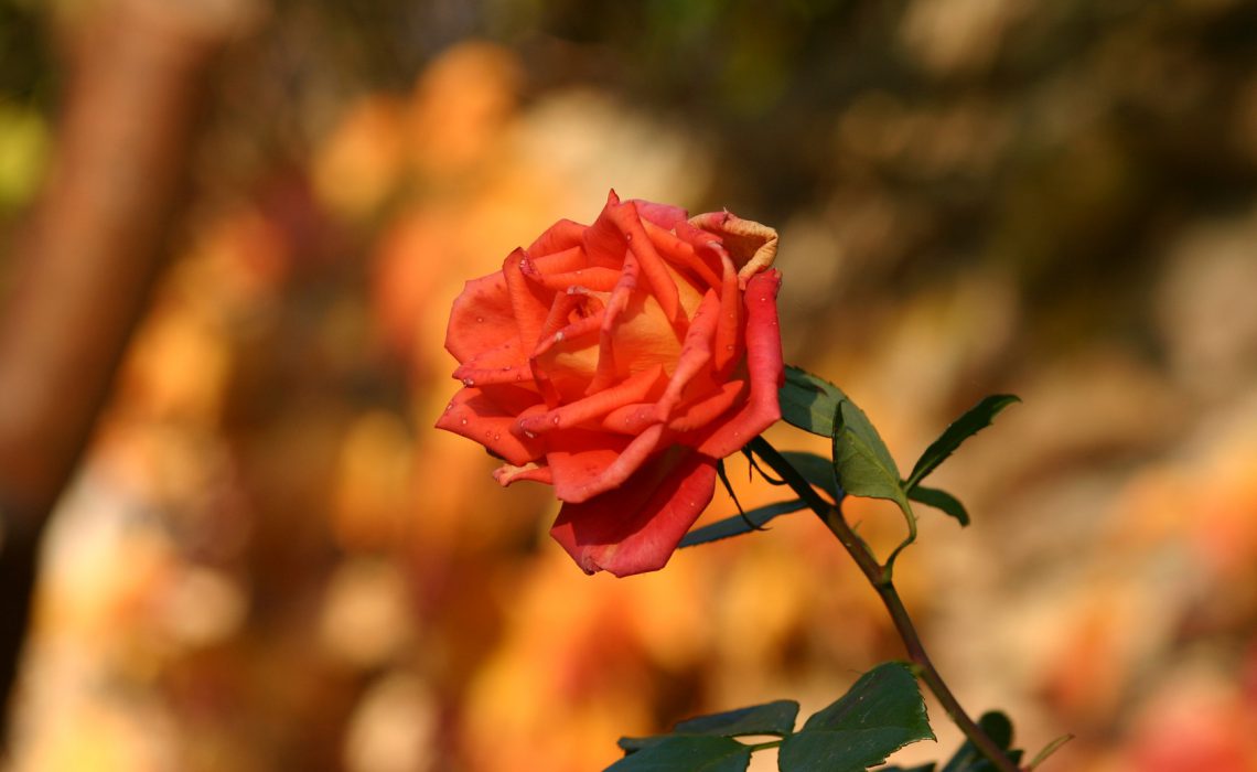 Artikelgebend ist die Rose als Heilpflanze.
