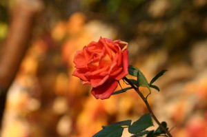 Artikelgebend ist die Rose als Heilpflanze. 