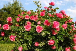 Artikelgebend sind Rosenpflanzungen im Herbst. 