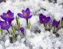 Der Artikel nennt Pflanzen die auch im Winter blühen.