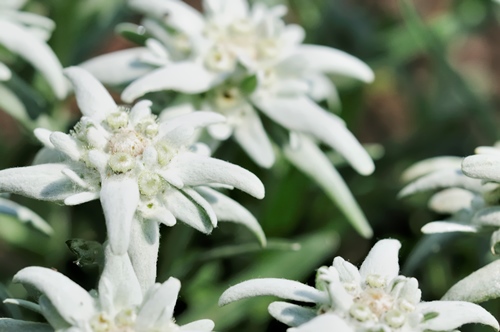 Artikelgebend ist der Hingucker Edelweiss.