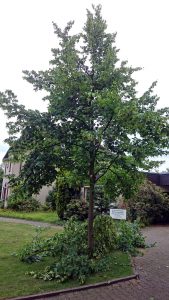 So sieht der Jungbaum nach einem professionellen Baumschnitt aus. Foto: djd/RAL Gütegemeinschaft Baumpflege e.V.