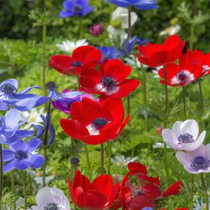 Sommersträuße aus eigenem Garten Knollen und Zwiebeln im Frühling pflanzen