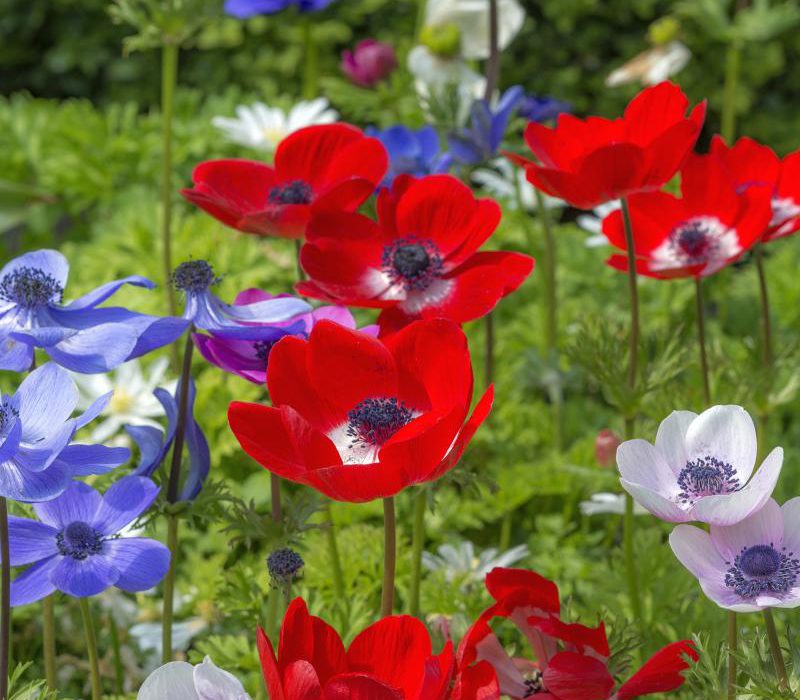 Sommersträuße aus eigenem Garten Knollen und Zwiebeln im Frühling pflanzen